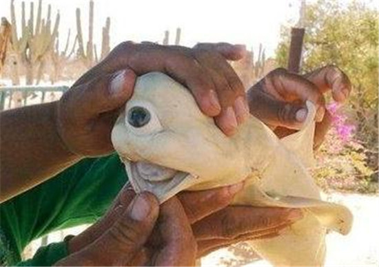 Ź ̵صı